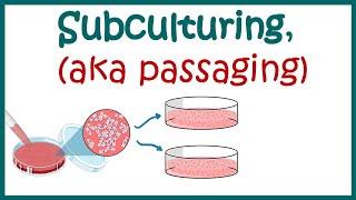 Subculturing cells  Cell culture basics [upl. by Aramoj]