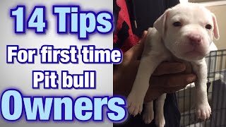 Tips for FIRST TIME Pitbull owners [upl. by Niras]