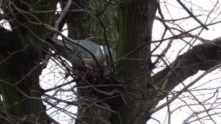 Woodpigeon nest calling [upl. by Llerrah]