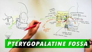 Pterygopalatine Fossa  Boundaries Communications amp Contents [upl. by Nnaacissej]