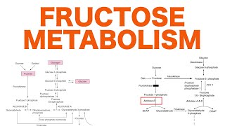 Fructose Metabolism [upl. by Tnemelc]