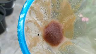 How to culture daphnia moina in a small container Part 1 English Subtitle [upl. by Nevets]