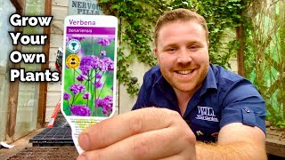 How To Grow Your Own Plants From SEED  Verbena Bonariensis [upl. by Maisey229]