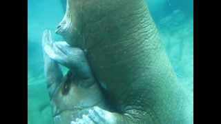 Walrus Love 3 [upl. by Aliakam]