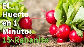 Como Plantar Rabanitos Paso a Paso con Éxito 👩‍🌾👨‍🌾 Huerto Urbano en 1 minuto [upl. by Jephum]