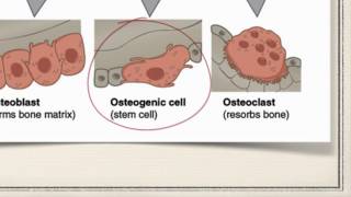 Bone Cells [upl. by Reider305]