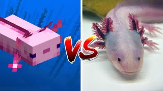 Axolotl in Minecraft vs Real Life [upl. by Anelrad]