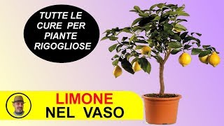 LIMONE IN VASO CURE E SEGRETI [upl. by Dawaj]