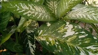 AGLAONEMA SRI REJEKI [upl. by Eimme]