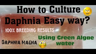 Daphnia MagnaHow to Culture Daphnia Easy wayCulturing Daphnia using Green water Daphnia [upl. by Gaul]