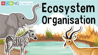 Ecosystem Organisation [upl. by Muire893]