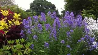 Campanula lactiflora quotEggleston Hybridsquot [upl. by Mcdade]