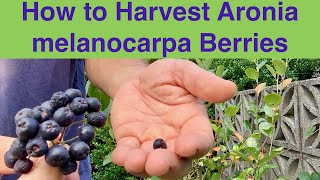 How to Harvest Aronia melanocarpa Berries [upl. by Evot]