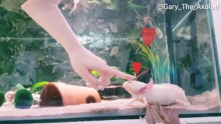 Axolotl likes being pet [upl. by Neerbas]