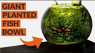 Heavily Planted Fish Bowl 4 MONTH UPDATE [upl. by Laird]