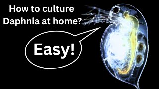 BEST Live Fish Food Beginner guide How to Culture Daphnia at home [upl. by Sarajane]