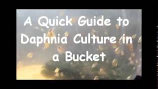 How to culture daphnia outside [upl. by Erdnaid574]