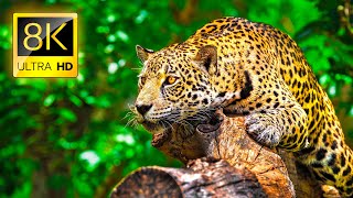 Ultimate Wild Animals Collection in 8K ULTRA HD  8K TV [upl. by Kevyn]