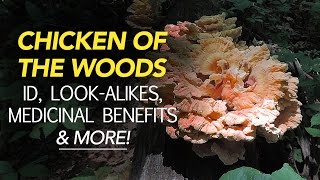 Chicken Of The Woods  Identification LookAlikes Medicinal Benefits amp More with Adam Haritan [upl. by Eirhtug653]