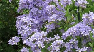 Pollinators visit Campanula flowers [upl. by Diahann]