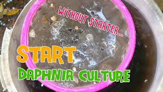 How to culture daphnia moina the easy way 1  Starting the Daphnia culture [upl. by Kirat647]