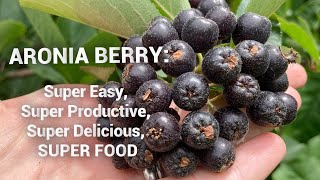 How to Grow Aronia An easy shrub with tasty nutritious berries [upl. by Mahla]