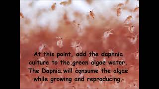 Daphnia  How to grow daphnia in your home [upl. by Vanda]