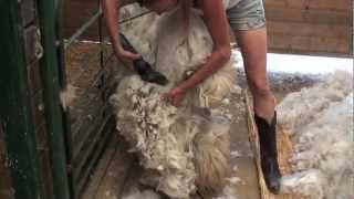 Shearing an Alpaca Without Help [upl. by Bibi726]