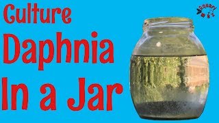 How to Culture Daphnia in a Jar [upl. by Gobert]