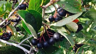 Growing Aronia Berries [upl. by Edrick]