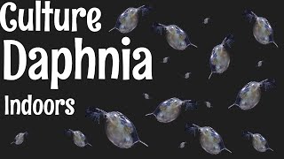 How to Culture Daphnia [upl. by Malvina]