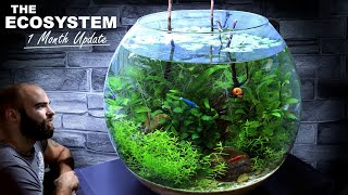 The Ecosystem Bowl NO WATER CHANGE 1 Month Update [upl. by Caputo168]