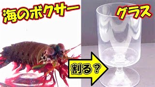 【海のボクサー】モンハナシャコはワイングラスを割れるのか？ [upl. by Vogeley]