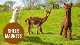 Herd of alpacas given hilarious hairdos [upl. by Latricia22]