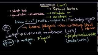 Escherichia coli introduction [upl. by Barnard]