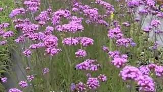 Verbena Bonariensis [upl. by Rico]