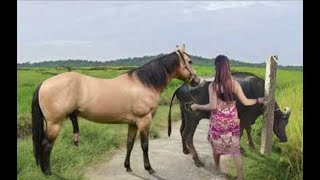 My sister training care her lovely horse in beginner 2021 [upl. by Loux]