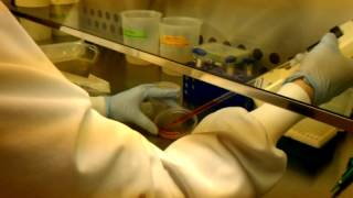 Learning Tissue Culture Passaging RAW 2647 Cells [upl. by Jase95]