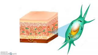 capsule matrice extracellulaire [upl. by Kazimir]