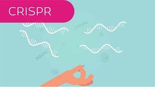 CRISPR in 4 Minuten erklärt [upl. by Ociral]