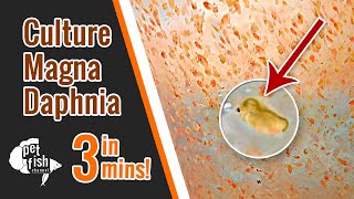 How to culture DAPHNIA MAGNA  The easy way [upl. by Margarete]