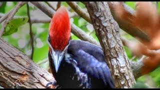 Pileated Woodpeckers Amazing Calls [upl. by Aisorbma703]