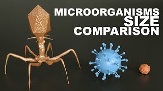 MICROORGANISMS Size Comparison  3D [upl. by Bazil201]