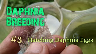 Daphnia Culture made simple and easy 3  Hatching Daphnia eggs [upl. by Shinberg]