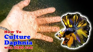 How to Culture Daphnia with ZERO Cost  Unlimited Live Food For Our Fish [upl. by Hunsinger277]