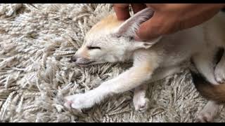 LIVING WITH A FOX  PET FENNEC FOX [upl. by Nyram]