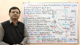 Diabetes Mellitus Part10 Mechanism of Action of Sulfonylurease  Antidiabetic Drugs  Diabetes [upl. by Darian309]