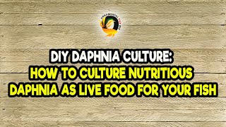 DIY Daphnia Culture How to Culture Nutritious Daphnia as Live Food for Your Fish [upl. by Grazia]