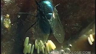 Amazing Facts About Flies [upl. by Ayhtak]