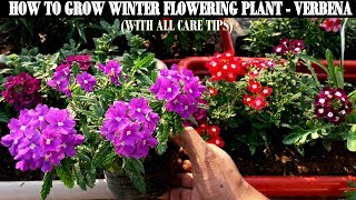 How To Grow Flower Plants At HomeVerbena [upl. by Oirromed517]